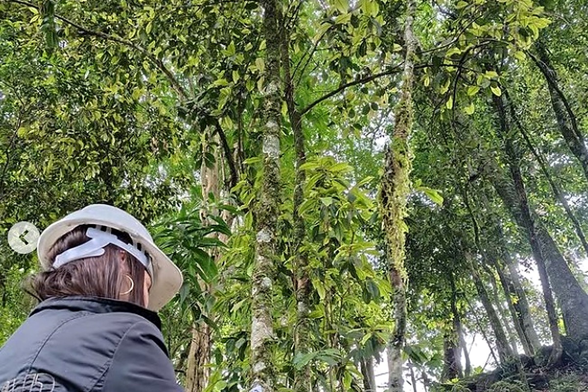 Análise de vegetação